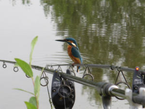 Kingfisher August 2012