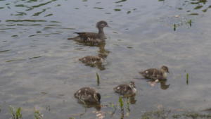 Manderine ducks on Bennetts 10.6.18