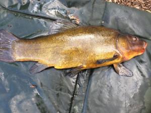 Bob Lipscomb 9Lb 8oz 4.9.19