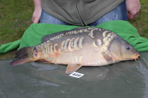 Stocked November 2013