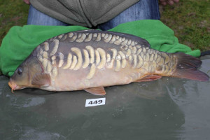 Stocked November 2013