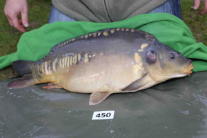 Stocked November 2013