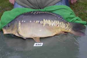 Stocked November 2013