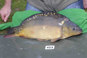 Stocked November 2013