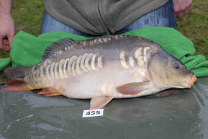 Stocked November 2013