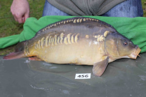 Stocked November 2013