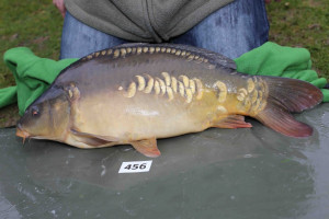 Stocked November 2013