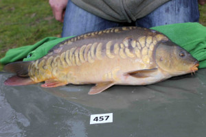 Stocked November 2013