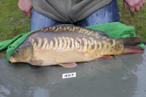 Stocked November 2013