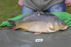 Stocked November 2013