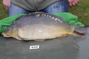 Stocked November 2013