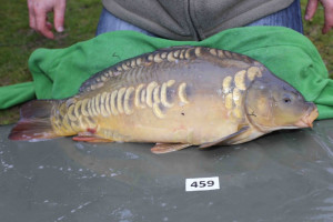 Stocked November 2013