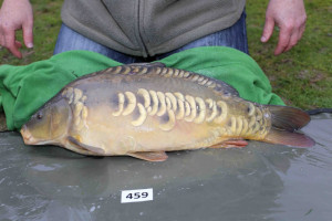 Stocked November 2013