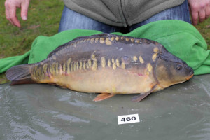 Stocked November 2013