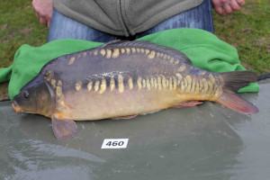 Stocked November 2013