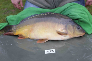 Stocked November 2013