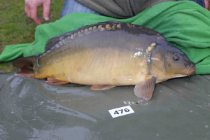 Stocked November 2013