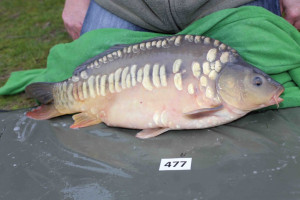 Stocked November 2013