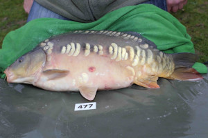 Stocked November 2013