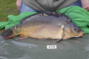 Stocked November 2013