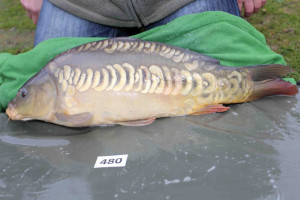 Stocked November 2013