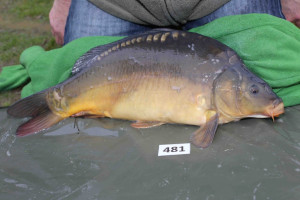 Stocked November 2013