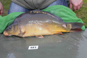 Stocked November 2013