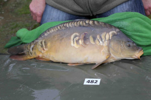 Stocked November 2013