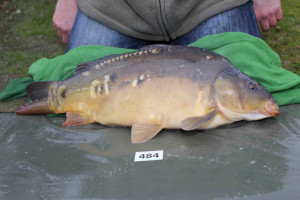 Stocked November 2013