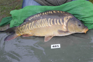 Stocked November 2013