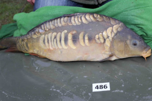 Stocked November 2013