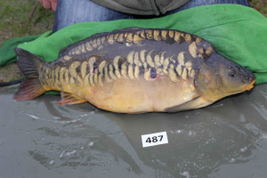 Stocked November 2013