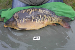 Stocked November 2013