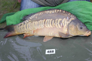 Stocked November 2013