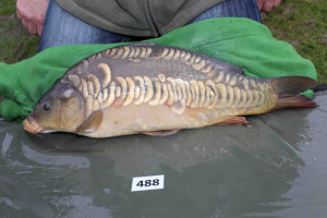 Stocked November 2013