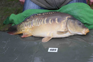 Stocked November 2013