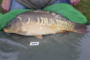 Stocked November 2013