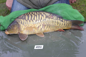 Stocked November 2013