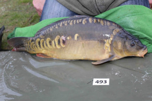 Stocked November 2013