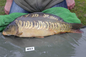 Stocked November 2013