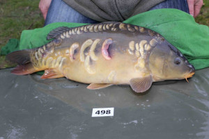 Stocked November 2013