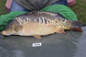 Stocked November 2013