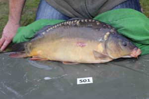 Stocked November 2013