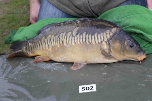 Stocked November 2013