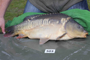 Stocked November 2013