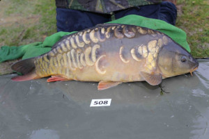 Stocked November 2013