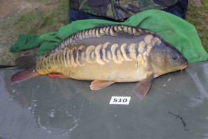 Stocked November 2013