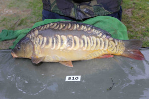 Stocked November 2013