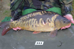 Stocked November 2013