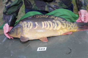 Stocked November 2013